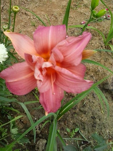 cute as can be - A Hemerocallis 2015