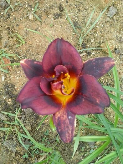 vodoo dancer - A Hemerocallis 2015