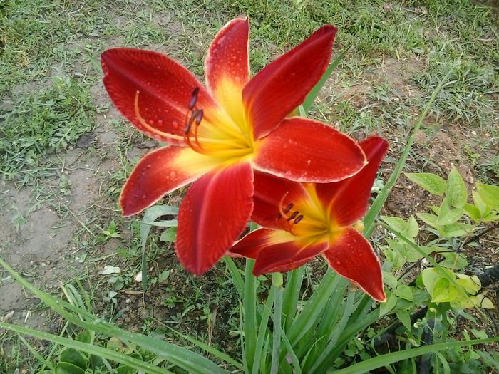 all american chief - A Hemerocallis 2015