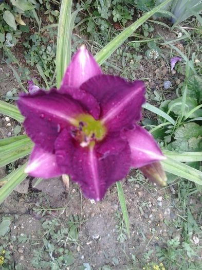 woodside amethist - A Hemerocallis 2015