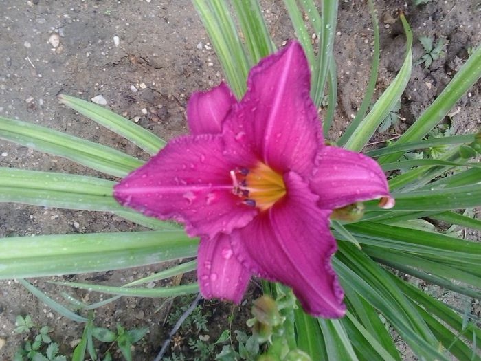20150621_082116 - A Hemerocallis 2015