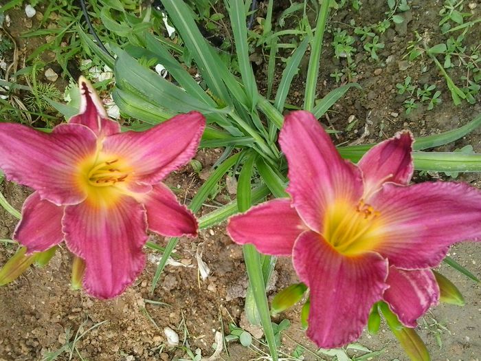 20150621_150925 - A Hemerocallis 2015