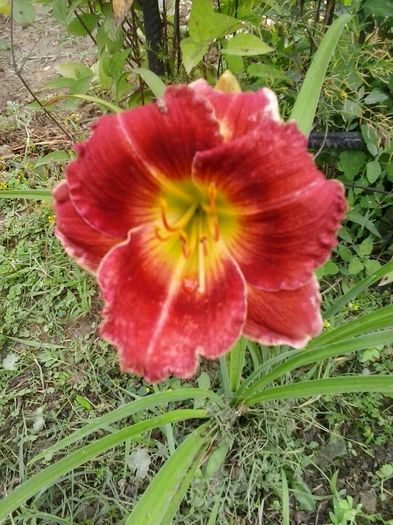 20150621_151036 - A Hemerocallis 2015