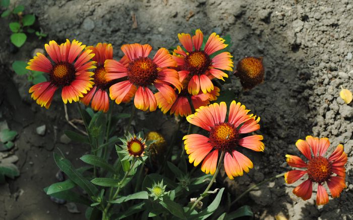 coreopsis lanceolata Sterntaler