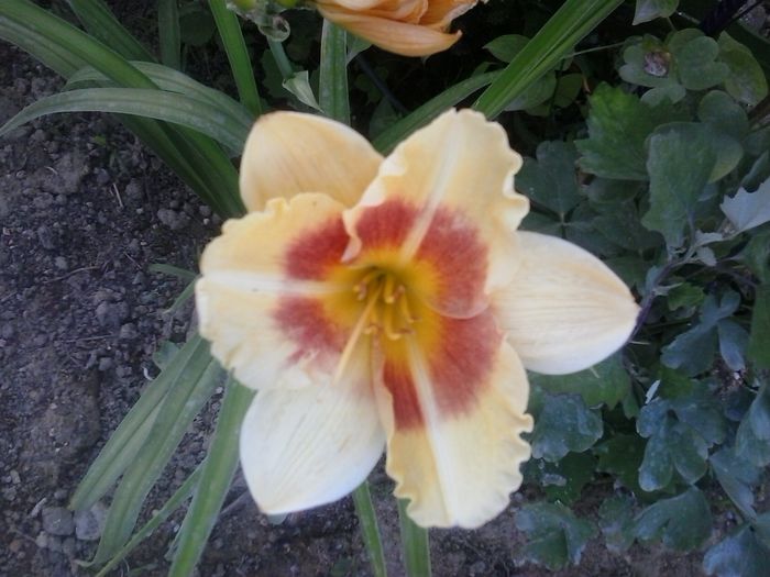 20150622_195939 - A Hemerocallis 2015