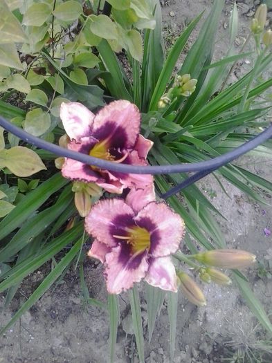20150622_195953 - A Hemerocallis 2015