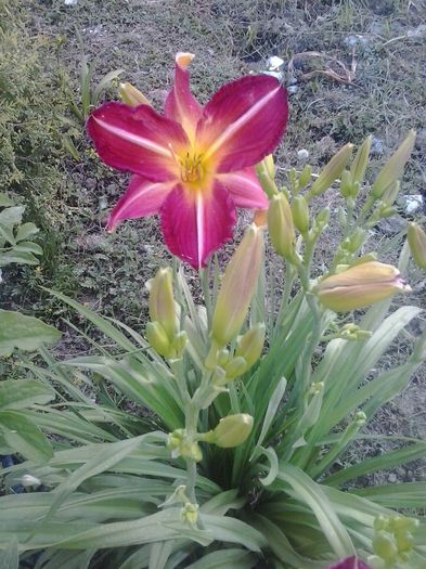 20150622_200017 - A Hemerocallis 2015