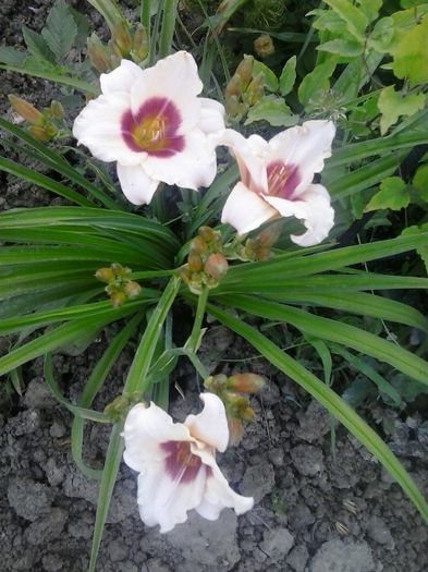 20150622_200136 - A Hemerocallis 2015