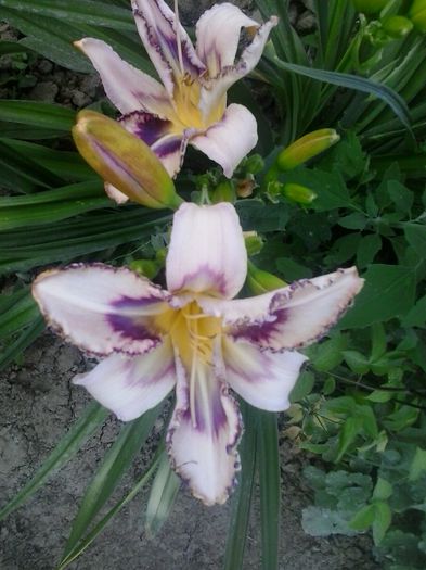 20150622_200155 - A Hemerocallis 2015
