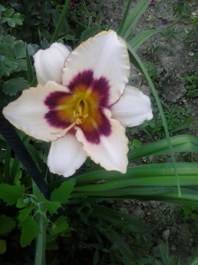 20150622_200209 - A Hemerocallis 2015