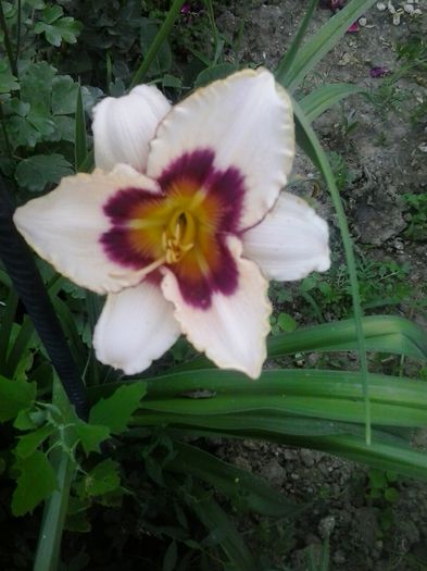 20150622_200211 - A Hemerocallis 2015