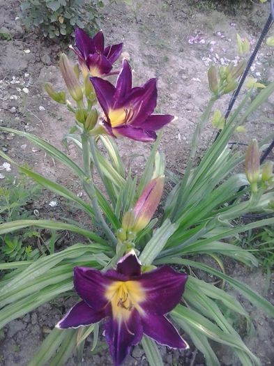 20150622_200256 - A Hemerocallis 2015
