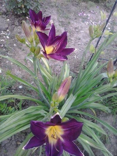 strutters ball - A Hemerocallis 2015