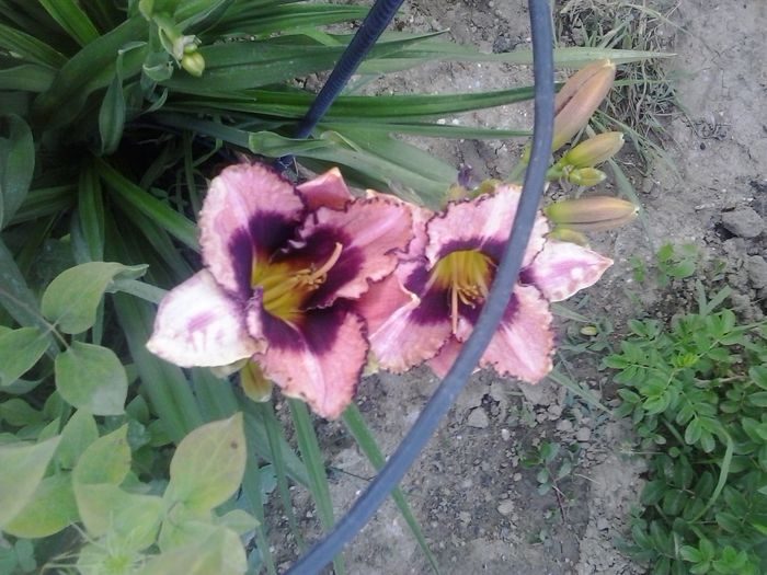 20150622_200722 - A Hemerocallis 2015