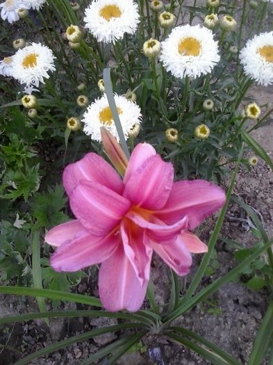 20150622_200908 - A Hemerocallis 2015