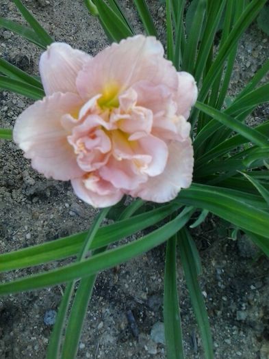 20150622_200919 - A Hemerocallis 2015