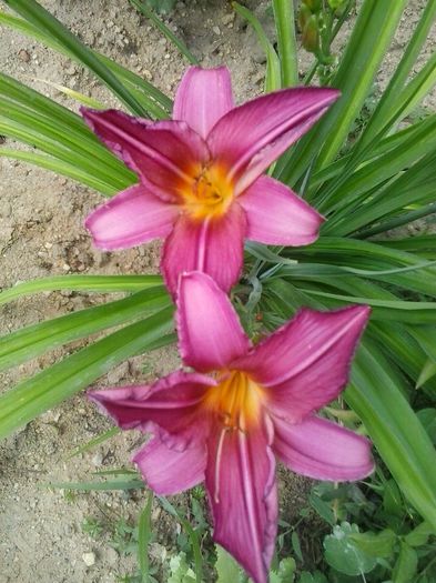 20150623_154757 - A Hemerocallis 2015