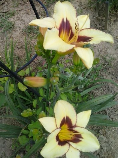 el desperado - A Hemerocallis 2015