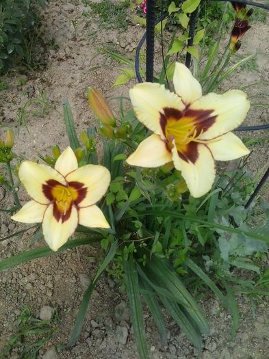 20150623_154810 - A Hemerocallis 2015