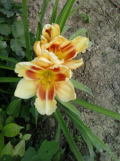 20150623_154817 - A Hemerocallis 2015