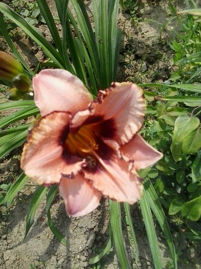 20150623_154832 - A Hemerocallis 2015