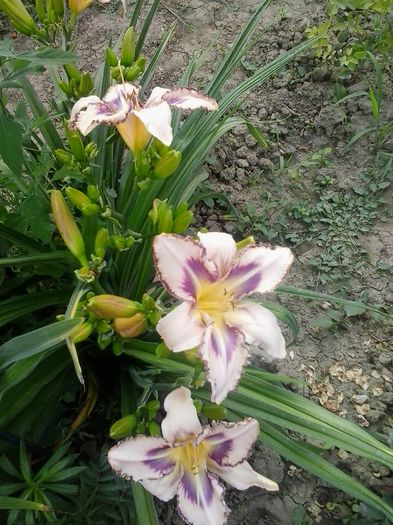 destined to see - A Hemerocallis 2015