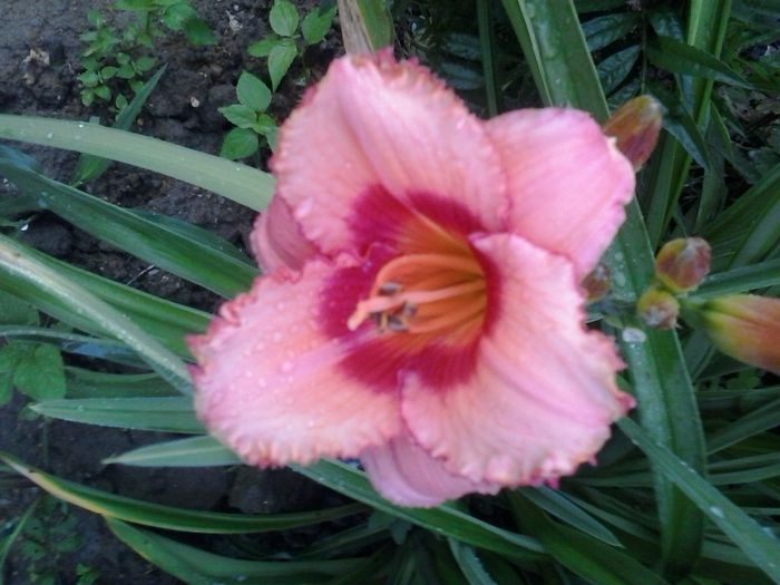 strawberry candy - A Hemerocallis 2015