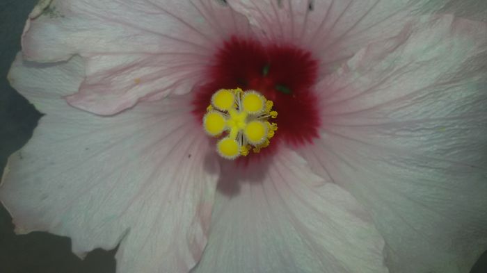 20150626_115501 - 7Hibiscus