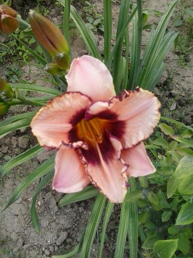 20150623_164843 - Copy - A Hemerocallis 2015