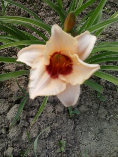 20150623_165145 - Copy