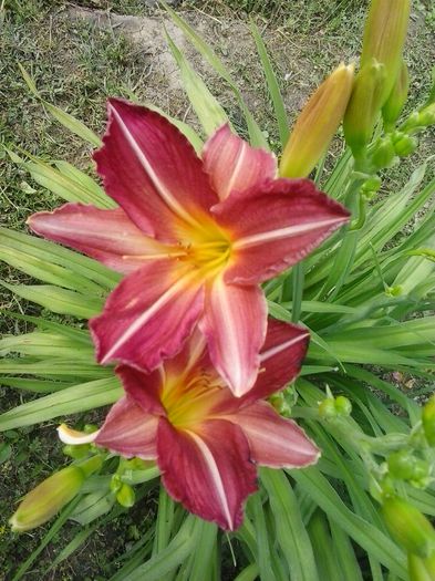 20150623_165215 - Copy - A Hemerocallis 2015