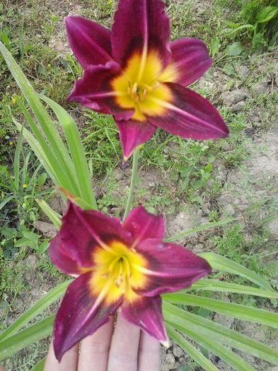 20150623_165238 - Copy