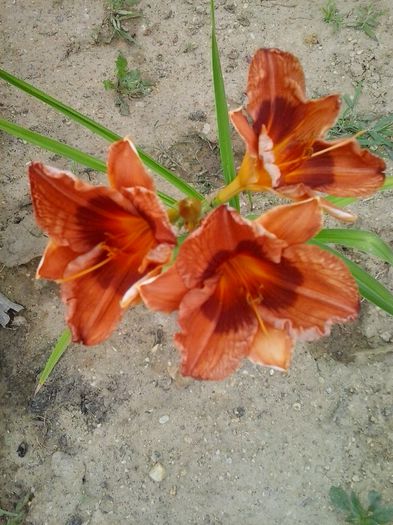 20150623_165750 - Copy