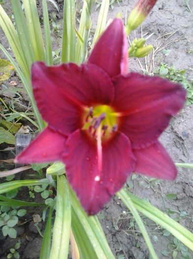 siloam red royal