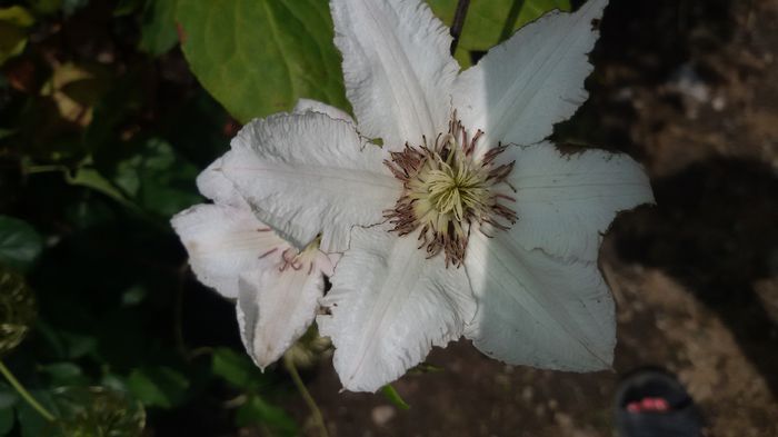 20150627_111150 - 6Clematite