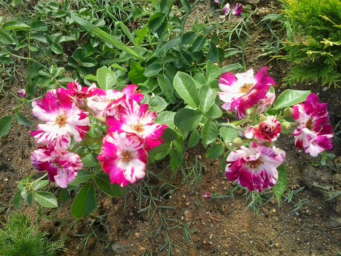20150619_082724