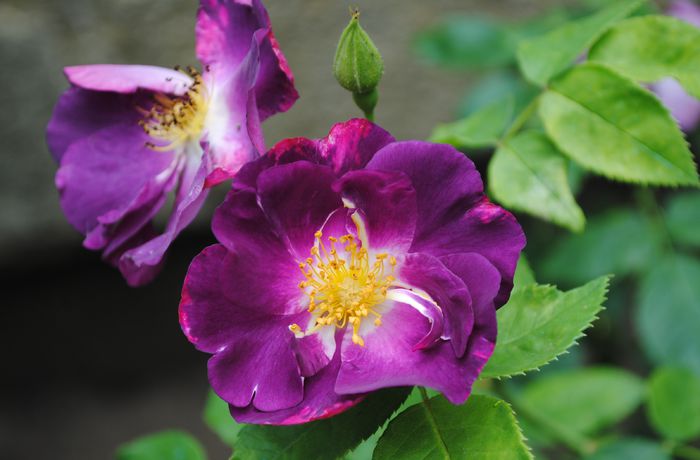 Rhapsody in Blue