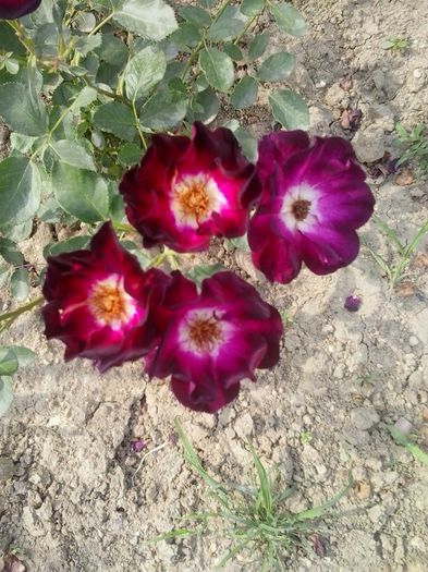 20150623_165029