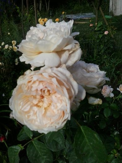 20150619_082411