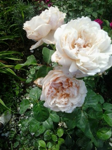 20150619_082420