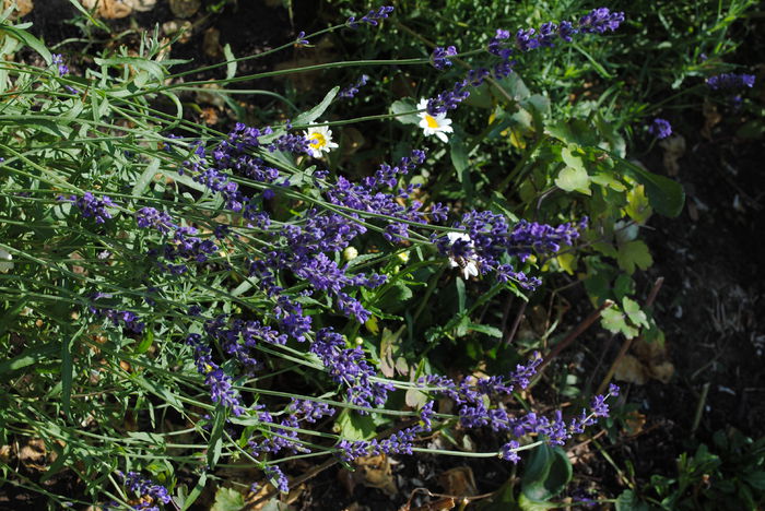 lavandula  munstead