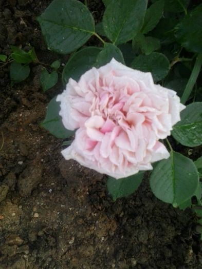 gloire de dijon