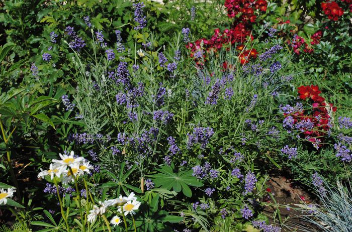 lavandula  munstead