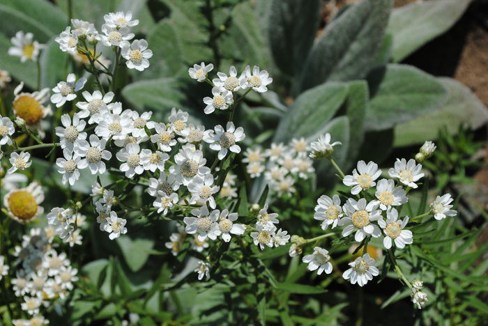 achillea ptarmica