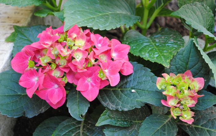 20 iunie, hortensie hot red:)) o culoare hot!!!