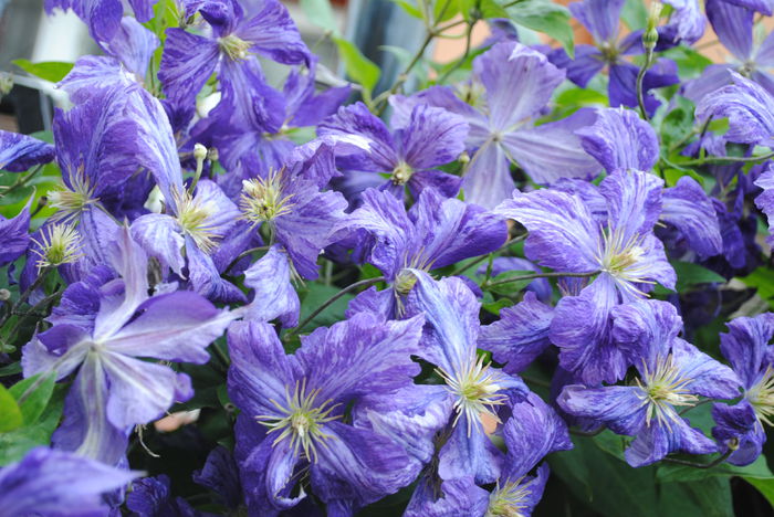 clematis Tie Dye