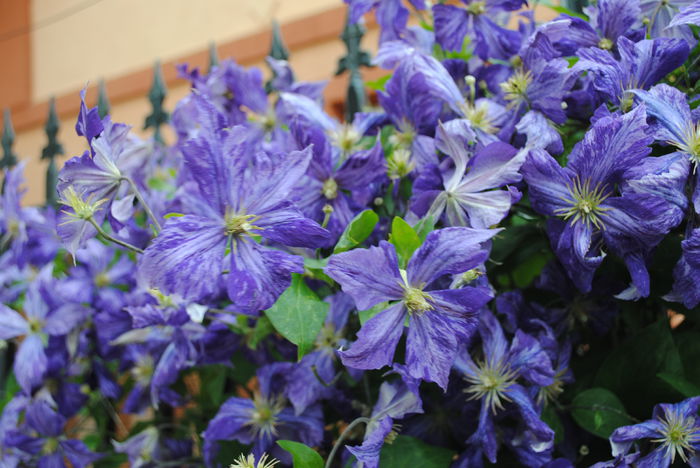clematis Tie Dye