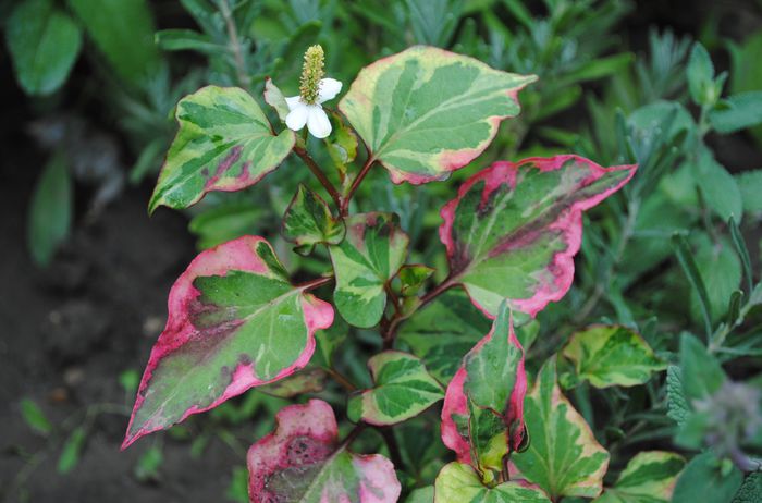 Houttuynia cordata Chamaeleon