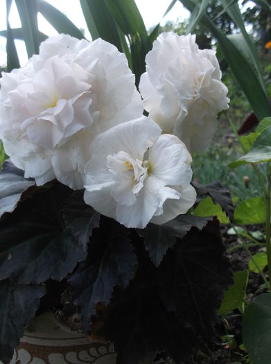 DSCF2678