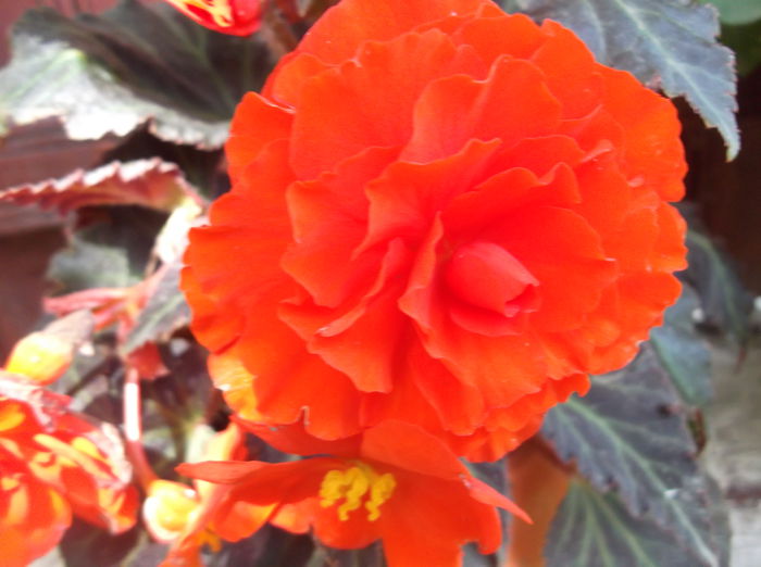 DSCF2687